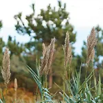 Πανσιόν Guestready - Faia House